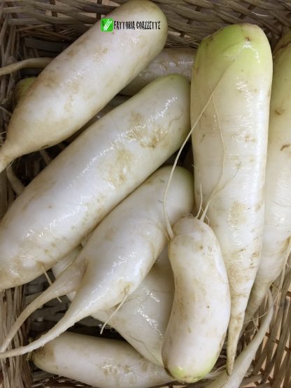 DAIKON BIOLOGICO